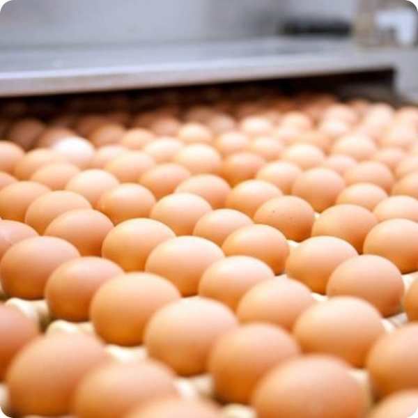 Egg