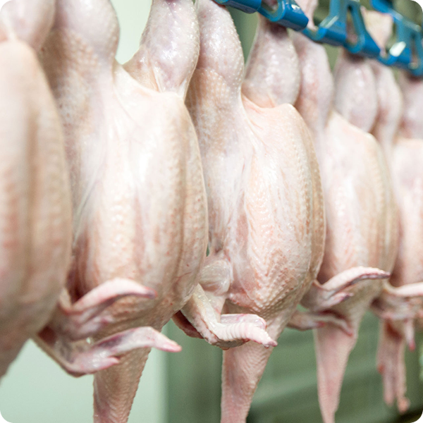 Poultry – Chicken and Turkey