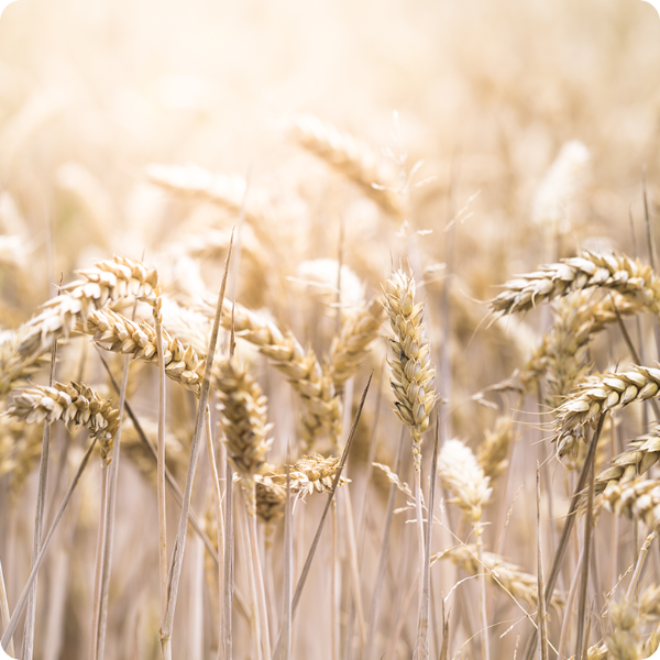 WHEAT